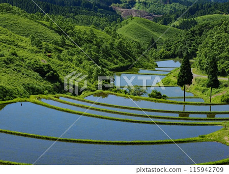 Rice terraces in Japan 115942709