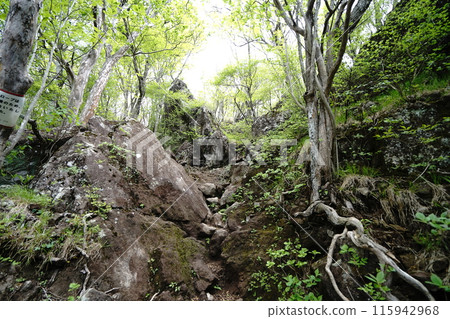 2024 年 5 月 14 日,從愛吉林道起點前往赤城山鍋割山的岩石山路。 2024 年 5 月 14 日,從愛吉林道起點前往赤城山鍋割山的岩石山路。 115942968