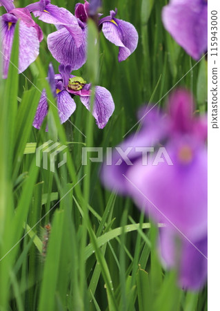 鳶尾花和青蛙在雨中被淋濕 2 鳶尾花和青蛙在雨中被淋濕 2 115943000