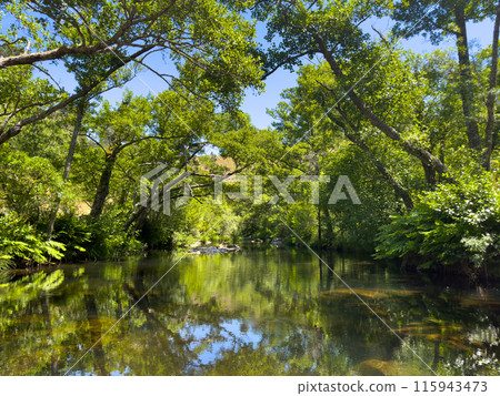A tranquil river meandering through a lush forest under a clear blue sky 115943473