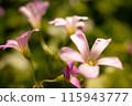 Purple oxalis in spring 115943777