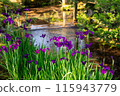 Kakarugoen's rustling butterfly 115943779