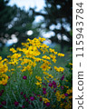 Flowers at dusk 115943784