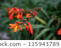 Himehigi ginsen 115943789