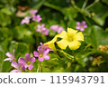 Amaranda and Purple Wood Sorrel 115943791