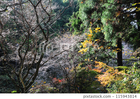 市集城堡遺址的四季櫻花 115943814