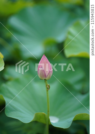 Lovely lotus flower and frog 4 115943815
