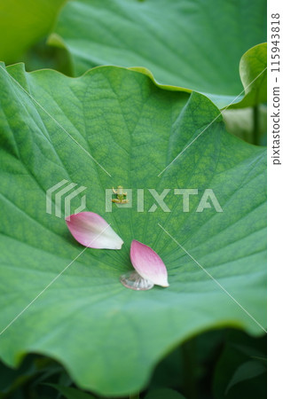 漂亮的荷花和青蛙4 漂亮的荷花和青蛙4 115943818