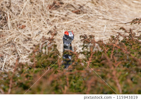 A male ptarmigan peeks out from the shade of a tree A male ptarmigan peeks out from the shade of a tree 115943819