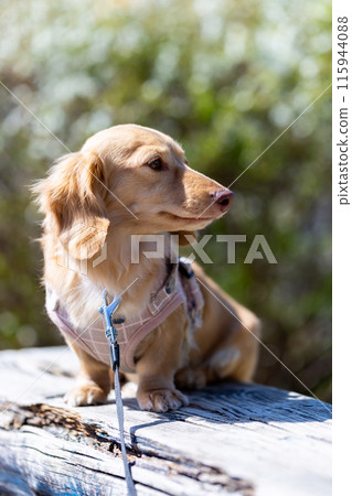Dachshund to take a walk in the park Dachshund to take a walk in the park 115944088