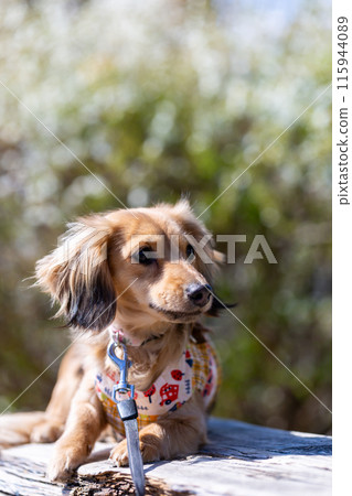Dachshund to take a walk in the park 115944089
