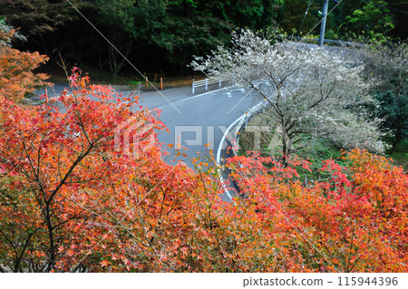 四季櫻花和秋葉 115944396