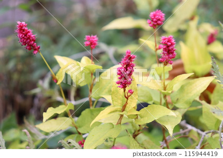 Persicaria amexcaulis「金箭」的花朵和金色葉子。 Persicaria amexcaulis「金箭」的花朵和金色葉子。 115944419