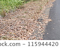 路角堆積的落葉讓你感受到秋天的味道。 115944420