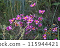 秋天盛開的紅色花朵 115944421