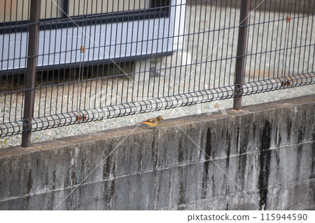Daurian Redstart Under the Fence 115944590