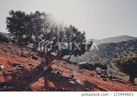 Atlas Mountains of Morocco Atlas Mountains of Morocco 115944601