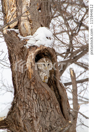 Ezo Owl Ezo Owl 115944612