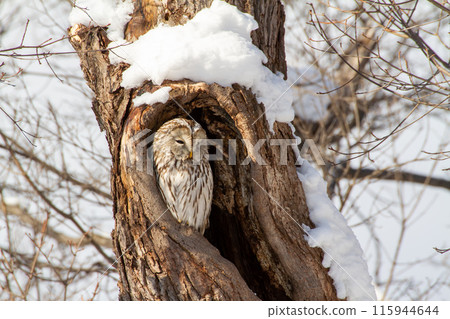 Ezo Owl 115944644