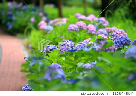 繡球 115944997