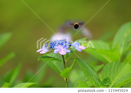 hydrangea   115945024