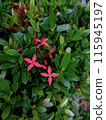 Flower Image  115945197