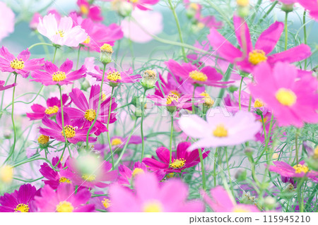 Cosmos field Cosmos field 115945210