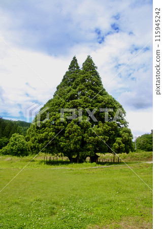 龍貓樹/小杉大杉（山形縣酒川村） 115945242