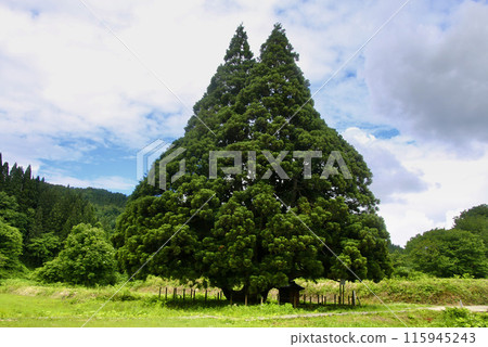 Totoro Tree: Osugi Cedar of Kosugi (Sakegawa Village, Yamagata Prefecture) 115945243