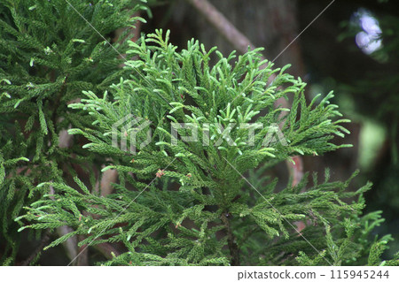 Totoro Tree: Osugi Cedar of Kosugi (Sakegawa Village, Yamagata Prefecture) 115945244