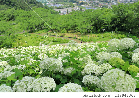 Annabelle Snow Mountain in Tokyo Summer Land Wandful Nature Village Hydrangea Garden Annabelle Snow Mountain in Tokyo Summer Land Wandful Nature Village Hydrangea Garden 115945363