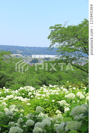 東京夏田安娜貝爾雪山旺季自然村繡球花園 東京夏田安娜貝爾雪山旺季自然村繡球花園 115945364