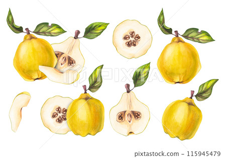 Quince set isolated on white Watercolor 115945479