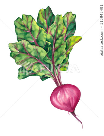 Watercolor hand drawn beetroot with leaves 115945491