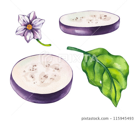 Watercolor Eggplant isolated on white background set 115945493