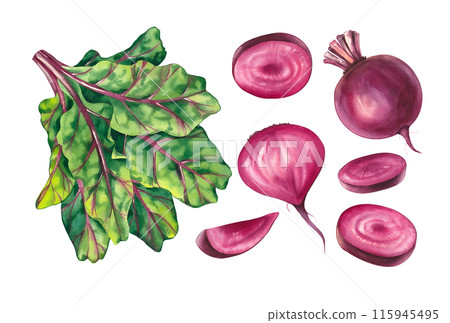 Watercolor beet set on a white background 115945495