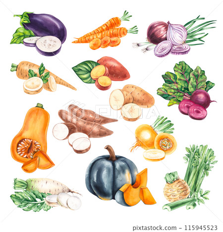 Watercolor vegetables root crops and salads Watercolor vegetables root crops and salads 115945523