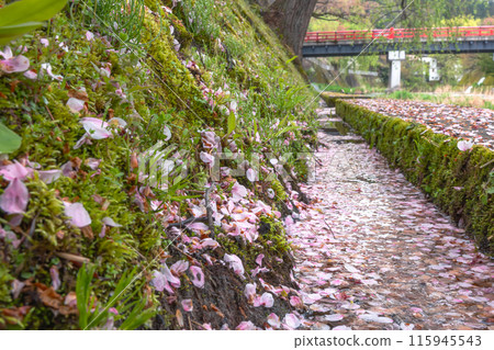 240423 Nakahashi Sakura z036 240423 Nakahashi Sakura z036 115945543