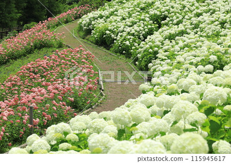 東京夏日樂園繡球花園 東京夏日樂園繡球花園 115945617