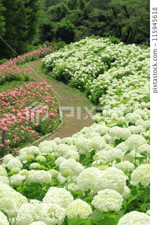 東京夏日樂園繡球花園 東京夏日樂園繡球花園 115945618