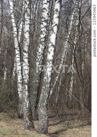Green grass lines a long trail through tall trees with budding leaves under a blue sky Green grass lines a long trail through tall trees with budding leaves under a blue sky 115945663