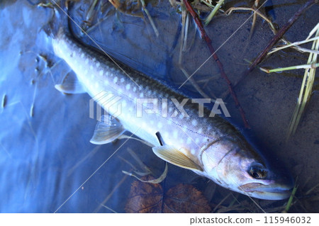 Amemasu、雨鱒魚、約40公分、紅點鮭、北海道、冬季、北海道東部、山間溪流 Amemasu、雨鱒魚、約40公分、紅點鮭、北海道、冬季、北海道東部、山間溪流 115946032