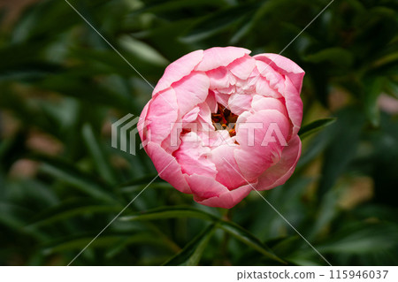 Close-up of a peony flower in full bloom 115946037
