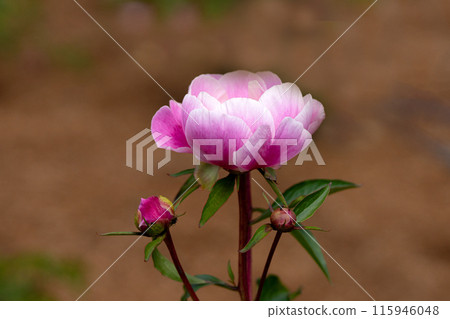 Close-up of a peony flower in full bloom 115946048