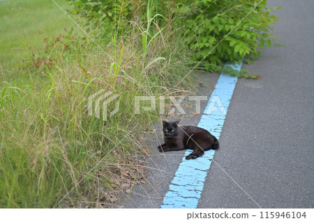 black cat lying on the roadside 115946104