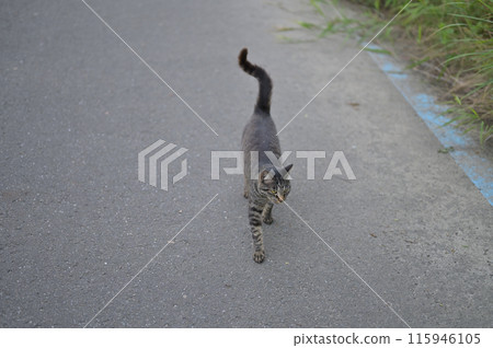Tabby cat playing on the roadside 115946105