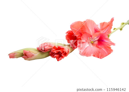 beautiful bright purple gladiolus flower isolated on white 115946142
