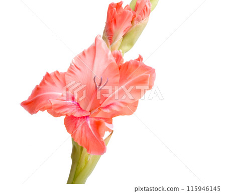 beautiful bright purple gladiolus flower isolated on white 115946145