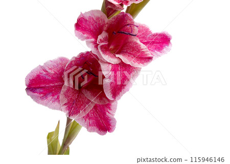 beautiful bright purple gladiolus flower isolated on white beautiful bright purple gladiolus flower isolated on white 115946146