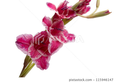beautiful bright purple gladiolus flower isolated on white beautiful bright purple gladiolus flower isolated on white 115946147